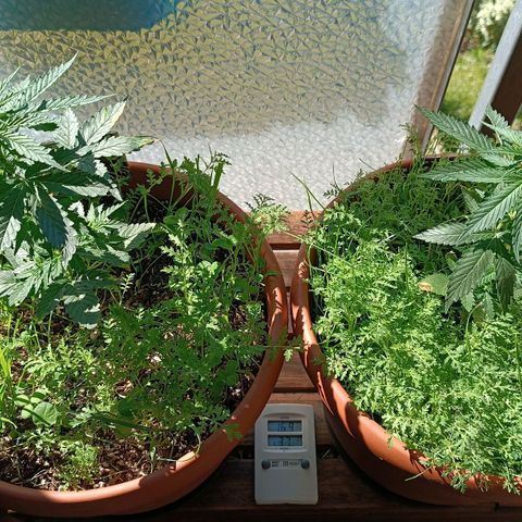 Antje / Brunhilde  growlog timeline photo