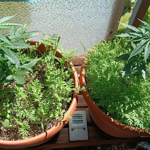 Antje / Brunhilde  growlog photo: Mittag 