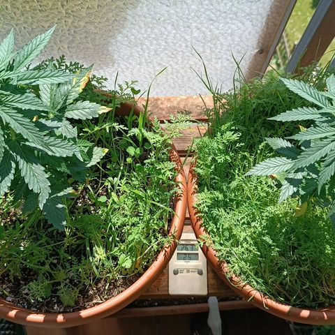 Antje / Brunhilde  growlog timeline photo