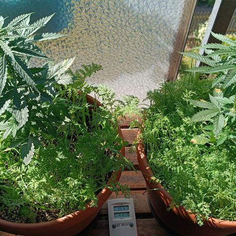 Antje / Brunhilde  growlog timeline photo