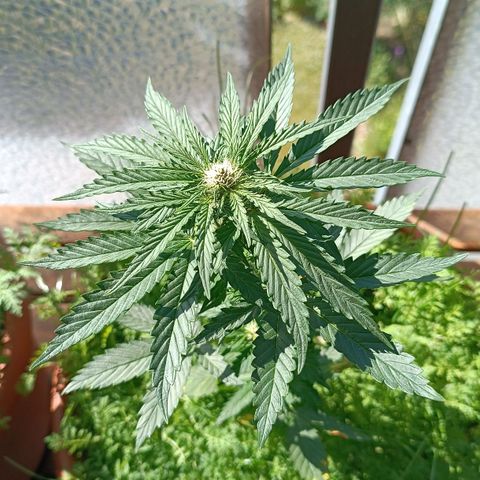 Antje / Brunhilde  growlog timeline photo
