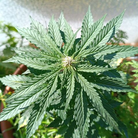 Antje / Brunhilde  growlog timeline photo