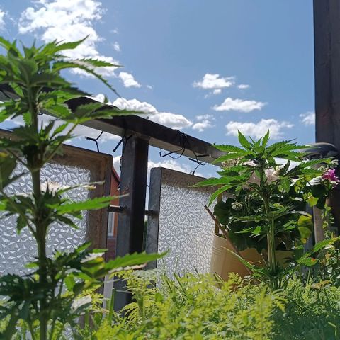 Antje / Brunhilde  growlog timeline photo