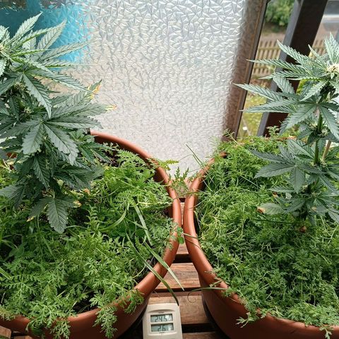 Antje / Brunhilde  growlog timeline photo