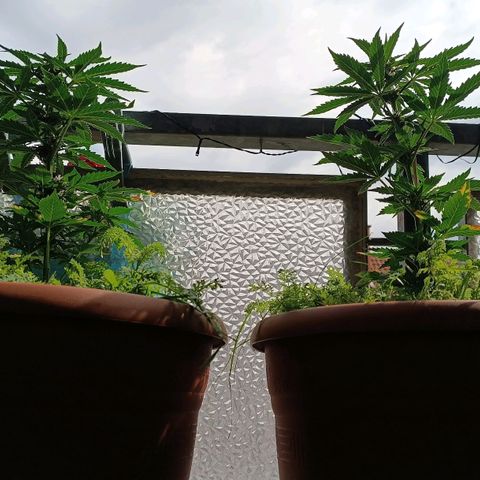 Antje / Brunhilde  growlog photo: Wer purpelt denn da?