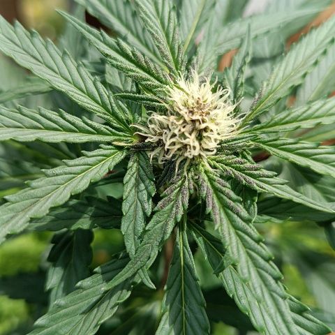 Antje / Brunhilde  growlog photo: Wer purpelt denn da?