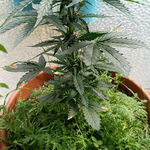 Antje / Brunhilde  growlog photo: Wer purpelt denn da?