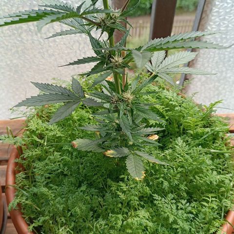 Antje / Brunhilde  growlog photo: Wer purpelt denn da?