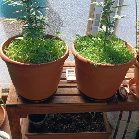 Antje / Brunhilde  growlog timeline photo