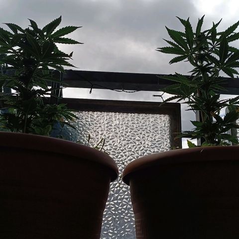 Antje / Brunhilde  growlog timeline photo
