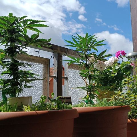 Antje / Brunhilde  growlog timeline photo