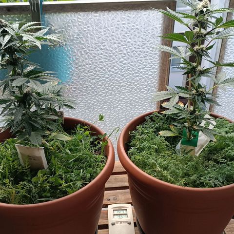 Antje / Brunhilde  growlog timeline photo