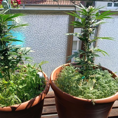 Antje / Brunhilde  growlog timeline photo