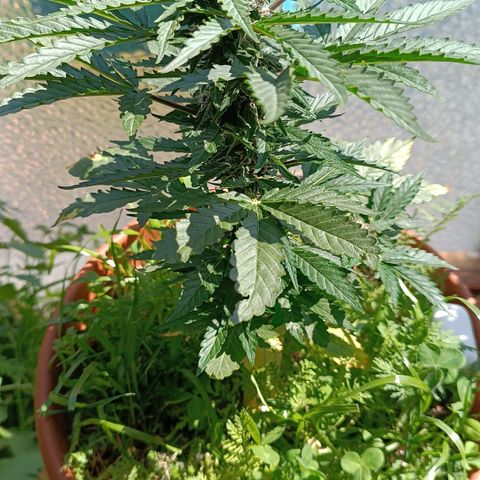 Antje / Brunhilde  growlog timeline photo