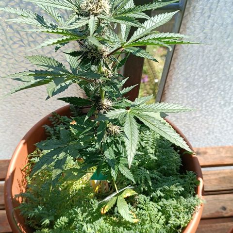 Antje / Brunhilde  growlog timeline photo