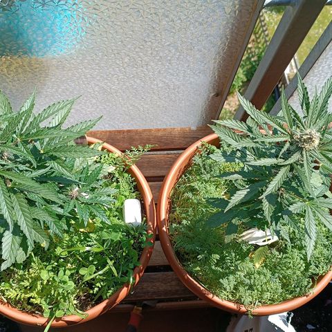 Antje / Brunhilde  growlog timeline photo