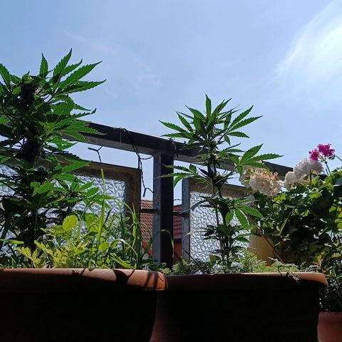 Antje / Brunhilde  growlog timeline photo