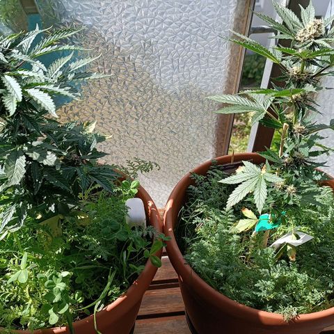 Antje / Brunhilde  growlog timeline photo