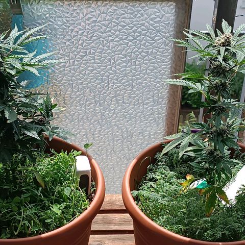 Antje / Brunhilde  growlog timeline photo