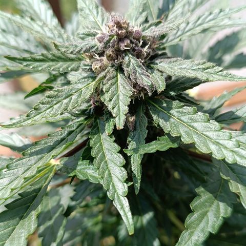 Antje / Brunhilde  growlog timeline photo