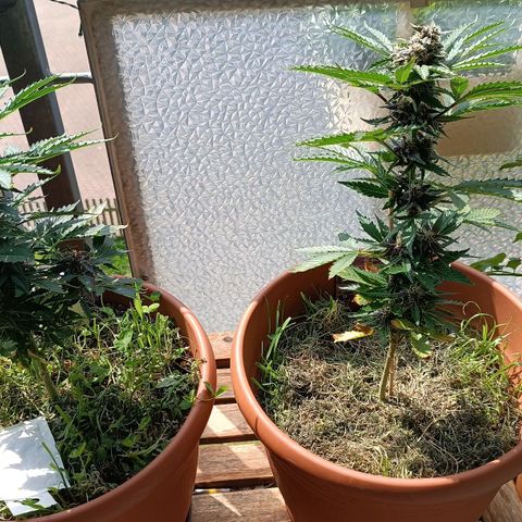 Antje / Brunhilde  growlog timeline photo