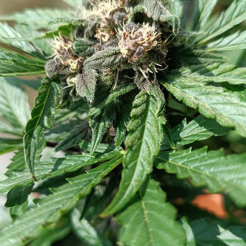 Antje / Brunhilde  growlog timeline photo