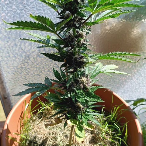 Antje / Brunhilde  growlog timeline photo