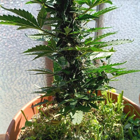 Antje / Brunhilde  growlog timeline photo