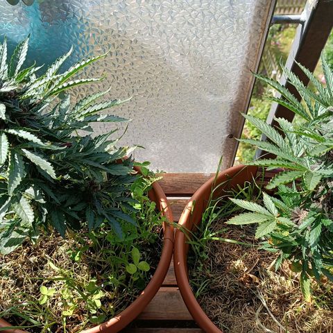 Antje / Brunhilde  growlog timeline photo