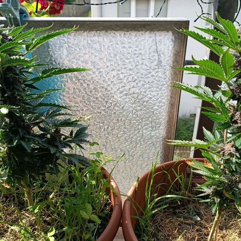 Antje / Brunhilde  growlog timeline photo