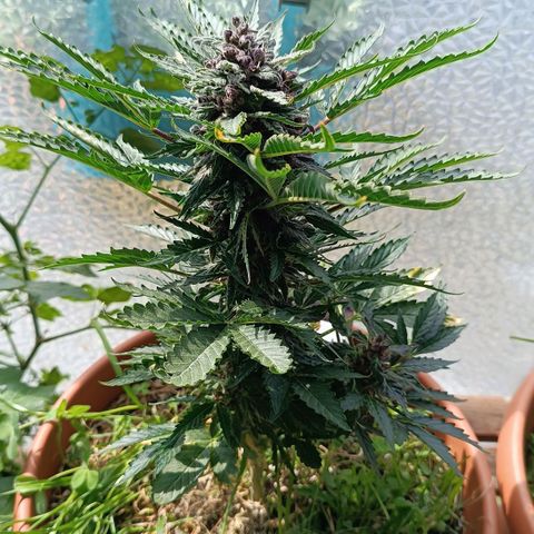 Antje / Brunhilde  growlog timeline photo