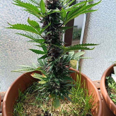 Antje / Brunhilde  growlog timeline photo