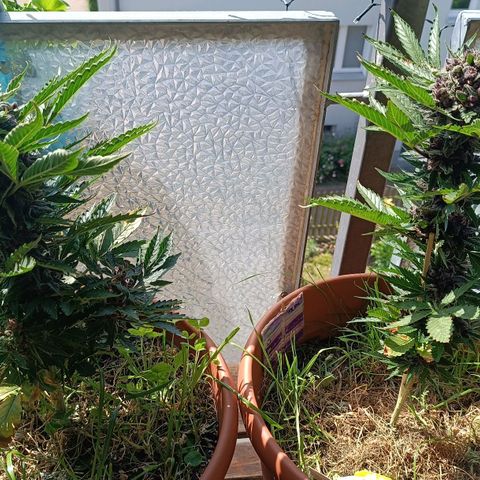 Antje / Brunhilde  growlog timeline photo