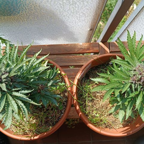 Antje / Brunhilde  growlog timeline photo