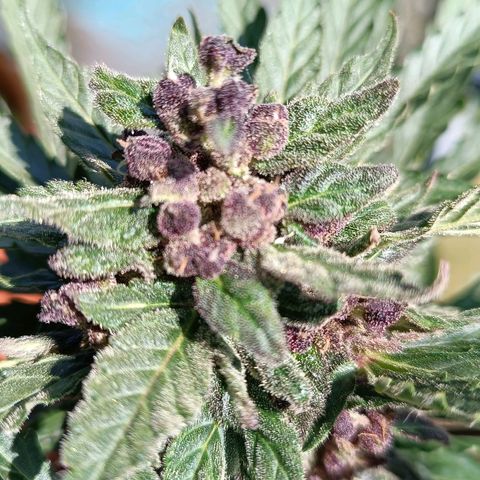 Antje / Brunhilde  growlog timeline photo