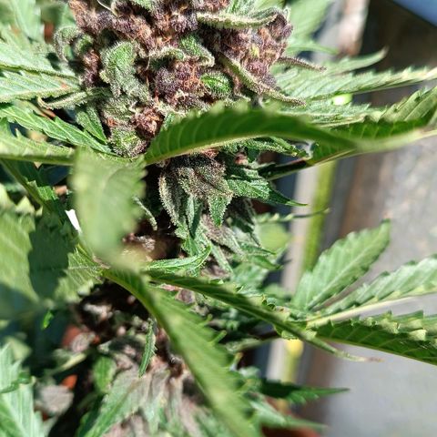 Antje / Brunhilde  growlog timeline photo