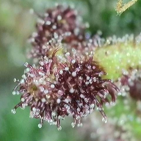 Antje / Brunhilde  growlog photo: Trübung nimmt zu 🥰
