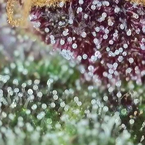Antje / Brunhilde  growlog photo: Trübung nimmt zu 🥰
