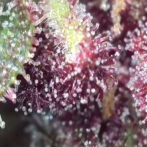 Antje / Brunhilde  growlog photo: Trübung nimmt zu 🥰