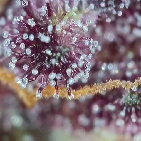 Antje / Brunhilde  growlog photo: Trübung nimmt zu 🥰