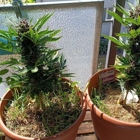 Antje / Brunhilde  growlog timeline photo