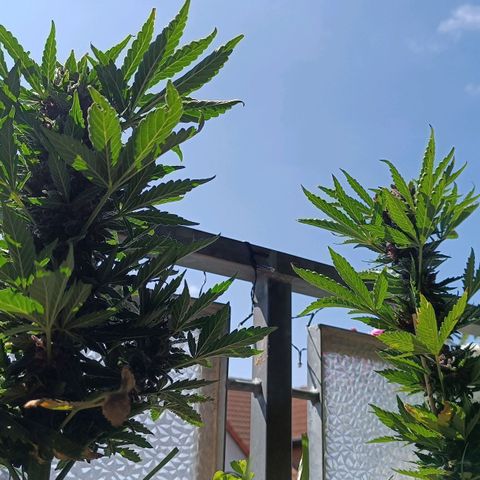 Antje / Brunhilde  growlog timeline photo