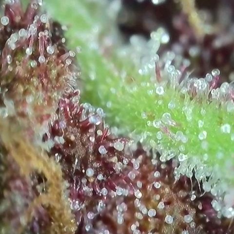 Antje / Brunhilde  growlog timeline photo