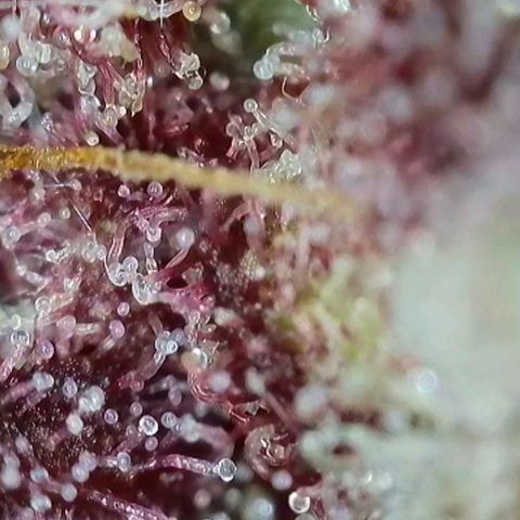 Antje / Brunhilde  growlog timeline photo