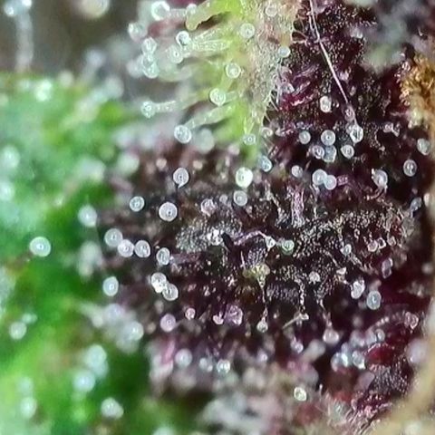 Antje / Brunhilde  growlog timeline photo