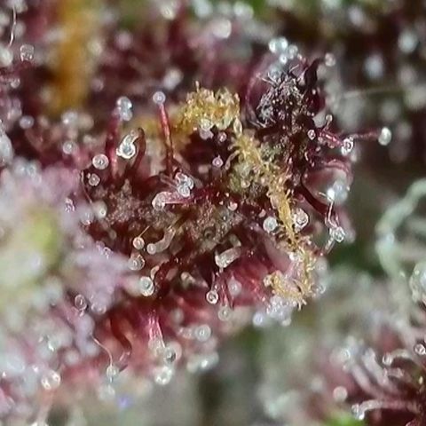 Antje / Brunhilde  growlog timeline photo