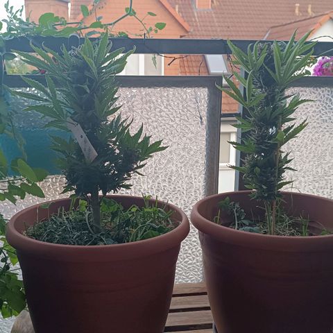Antje / Brunhilde  growlog timeline photo