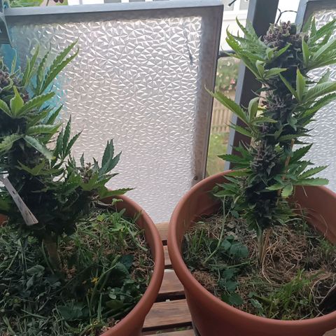 Antje / Brunhilde  growlog timeline photo