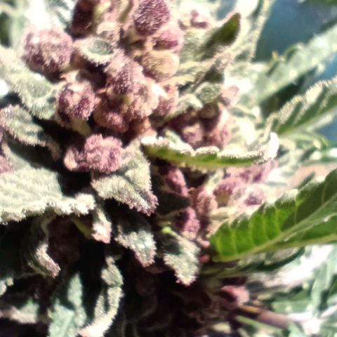 Antje / Brunhilde  growlog timeline photo