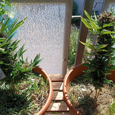 Antje / Brunhilde  growlog timeline photo